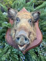 Taxidermie Opgezet Kop Wild Zwijn Varken Sus Scrofa, Ophalen of Verzenden, Wild dier, Opgezet dier