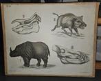 Antieke schoolplaat Neushoorn & Wildzwijn, Aschenhauser, Ophalen of Verzenden, Natuur en Biologie
