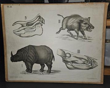 Antieke schoolplaat Neushoorn & Wildzwijn, Aschenhauser beschikbaar voor biedingen