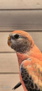 Bourkeparkieten, Dieren en Toebehoren