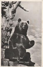 rotterdam- beer blijdorp, Ophalen of Verzenden, 1940 tot 1960, Zuid-Holland