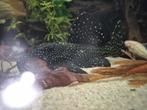 L240 Galaxy Pleco/Vampire pleco, Dieren en Toebehoren, Vissen | Aquariumvissen, Vis