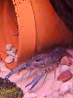 Blauwe kreeftjes eigen kweek, Dieren en Toebehoren, Vissen | Aquariumvissen, Kreeft, Krab of Garnaal, Zoetwatervis