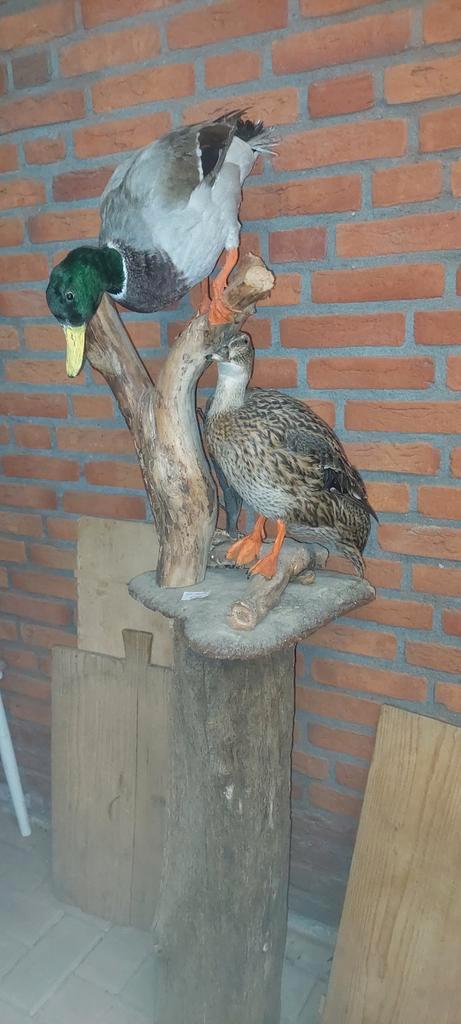 Opgezette vogels, Verzamelen, Dierenverzamelingen, Zo goed als nieuw, Opgezet dier, Vogel, Ophalen