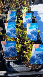 Hydrangea macrophylla Little bleu, Ophalen, Zomer, Overige soorten, Halfschaduw