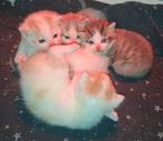 Kittens, Meerdere dieren