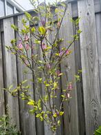 Magnolia “susan”, Ophalen, Lente, Volle zon, Overige soorten