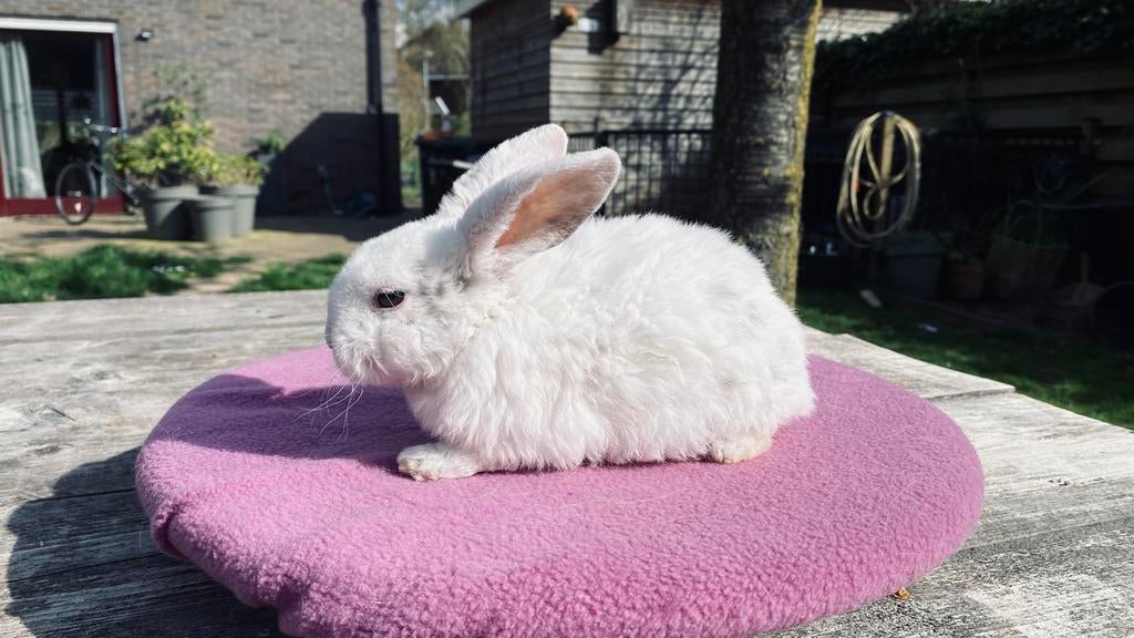 Duitse hangoor voedster met Rex vacht, Dieren en Toebehoren, Vrouwelijk, Middelgroot, Hangoor, 0 tot 2 jaar