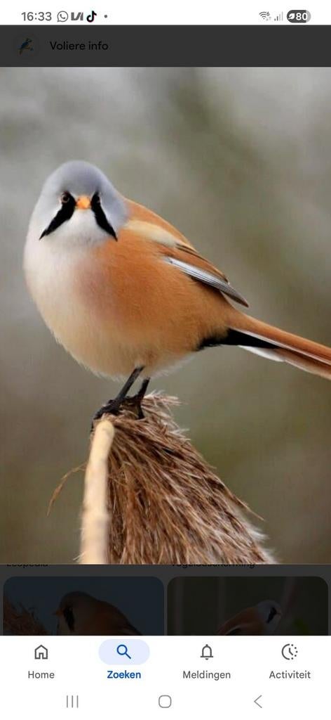 Baardmannetje Man te koop, Dieren en Toebehoren, Mannelijk, Wildzangvogel, Geringd