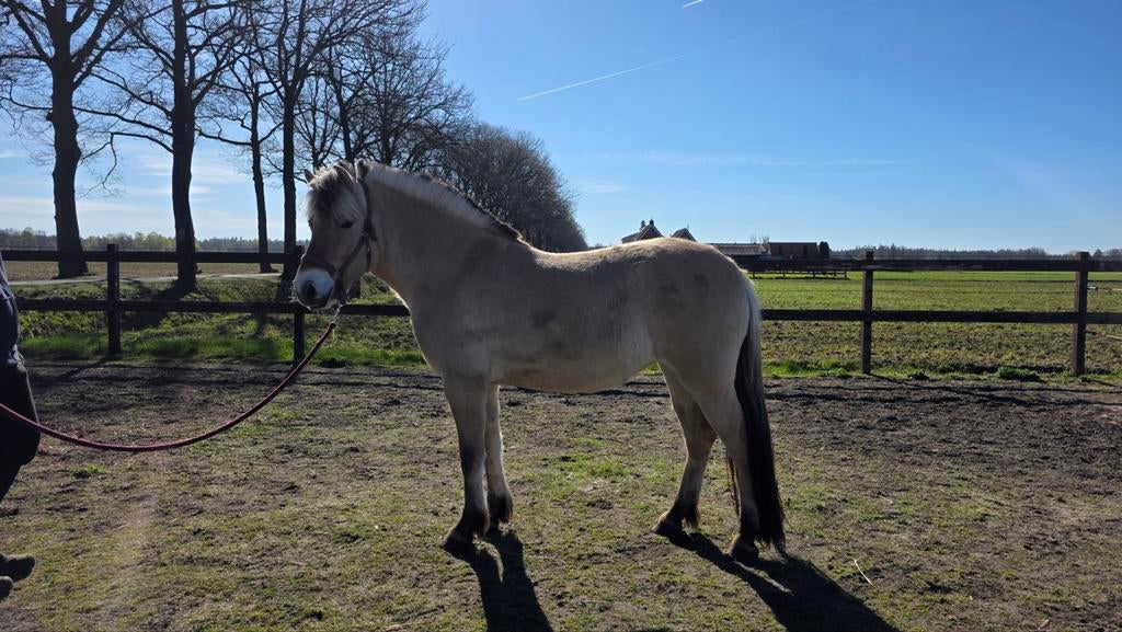 Fjordenpaard 3 jaar, Dieren en Toebehoren, Merrie, Minder dan 160 cm, Met stamboom, Niet van toepassing