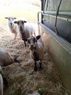 Maasduin Schapen Ooi Ram en Lam, Dieren en Toebehoren, Schapen, Geiten en Varkens, Meerdere dieren, Schaap