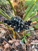 Trachycarpus Naggy x princeps zaden, Ophalen of Verzenden, Voorjaar, Volle zon, Zaad