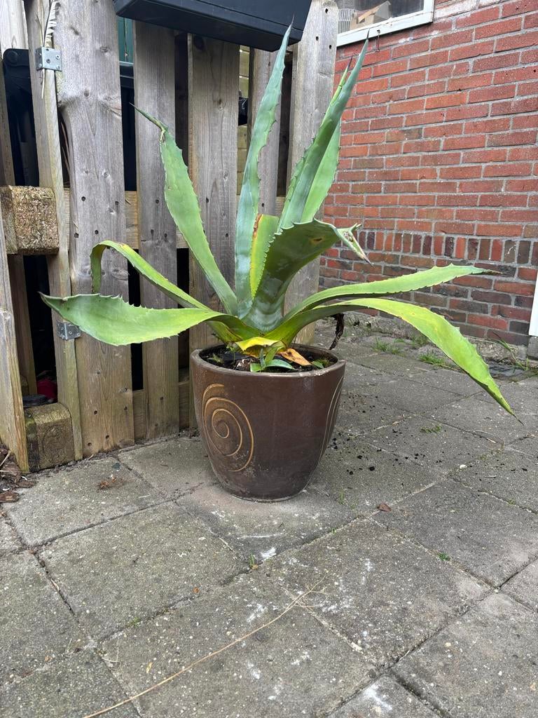 Grote Agave plant met jonge scheuten, Tuin en Terras, Volle zon, Vaste plant, Bloeit niet, Ophalen