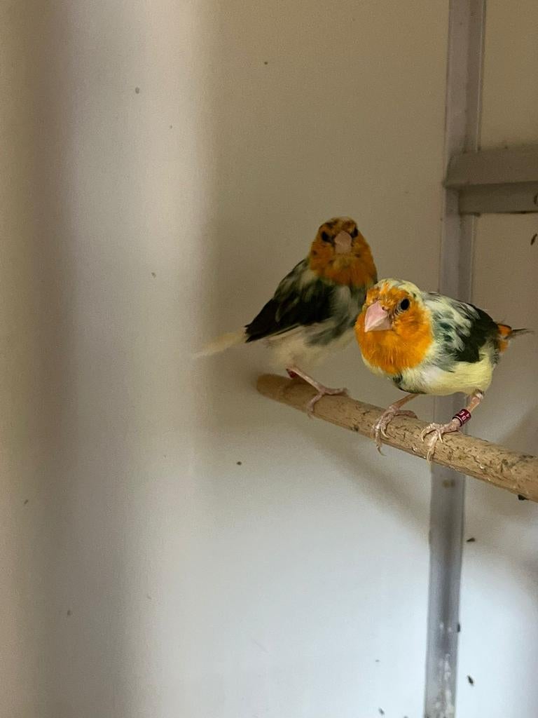 Vele soorten vogels maandag avond geopend kanarie Tropen par, Meerdere dieren, Kleurkanarie