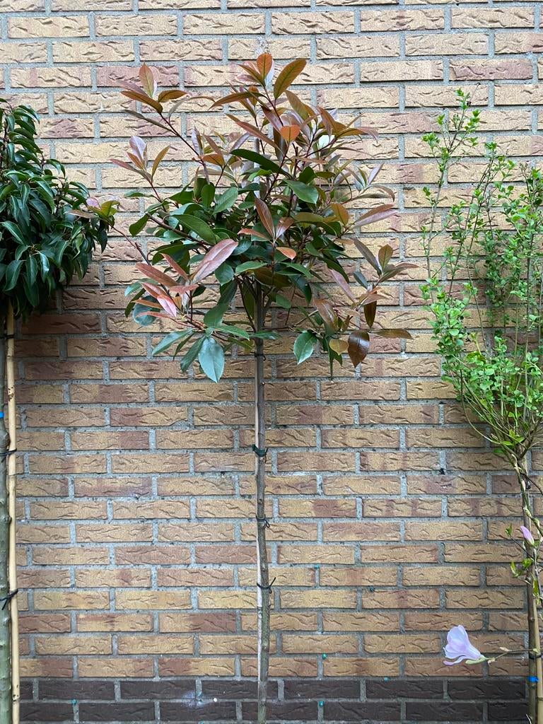 Photinia red robin op sram van 120cm Glansmispel, Tuin en Terras, Ophalen, Overige soorten, Volle zon