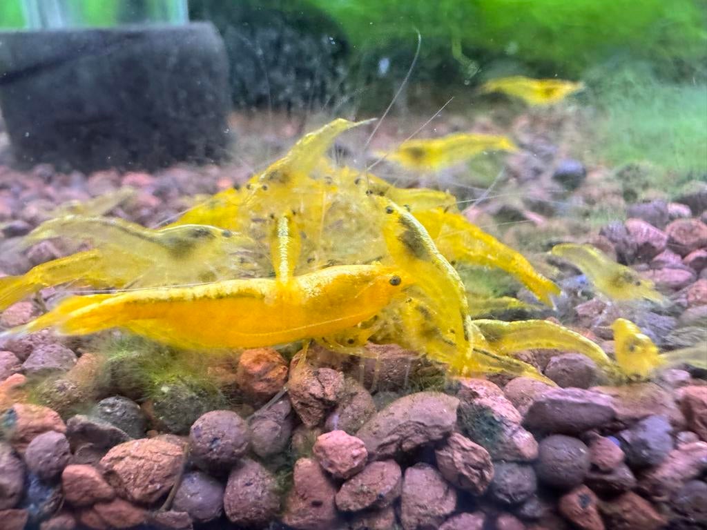Yellow fire / citroen garnalen op kraanwater | neocaridina, Dieren en Toebehoren, Kreeft, Krab of Garnaal