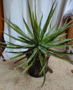 Agave filifera - Prachtige en onderhoudsvriendelijke plant, Ophalen, Bloeit niet, Overige soorten, Volle zon