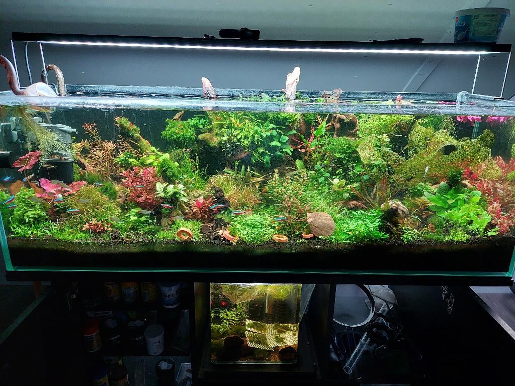Prachtige zeldzame aquarium planten, Ophalen of Verzenden, Zo goed als nieuw, Plant(en), Steen of Hout