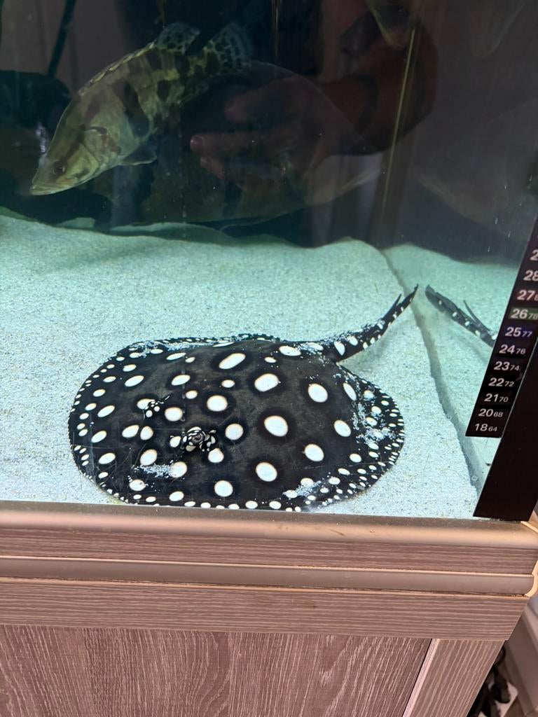 Koppel Potamotrygon Black Diamond, Dieren en Toebehoren, Vissen | Aquariumvissen, Vis, Zoetwatervis, Schoolvis