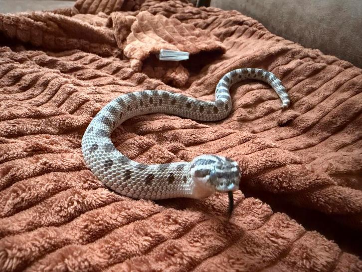 Haakneusslang - Heterodon nasicus 1.0/man Milk Snake - male for sale from Corvo