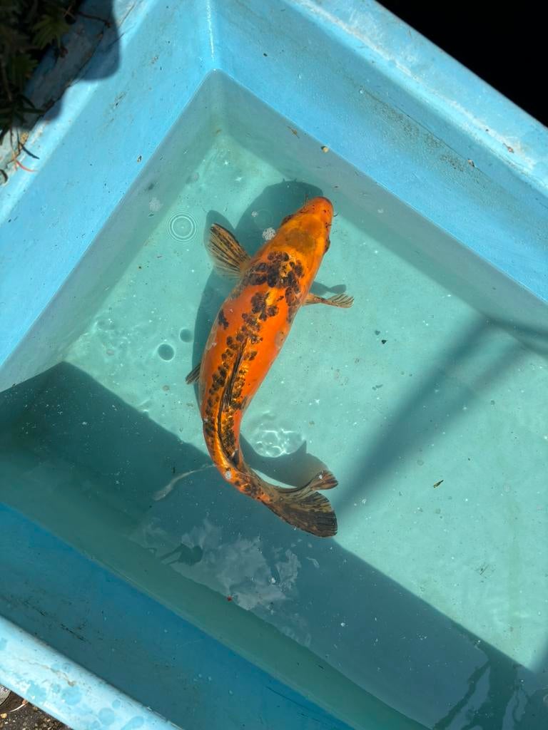 Mizuho ogon japanse koi vis vissen koikarper vijver karper, Dieren en Toebehoren, Vissen | Vijvervissen, Karper of Koi