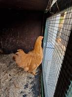 Wyandotte hen, Dieren en Toebehoren, Pluimvee, Vrouwelijk, Kip