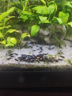 +/- 25 blauwe garnalen blue dream, Dieren en Toebehoren, Kreeft, Krab of Garnaal