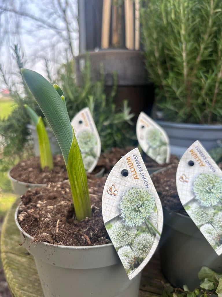 Allium, Ophalen of Verzenden