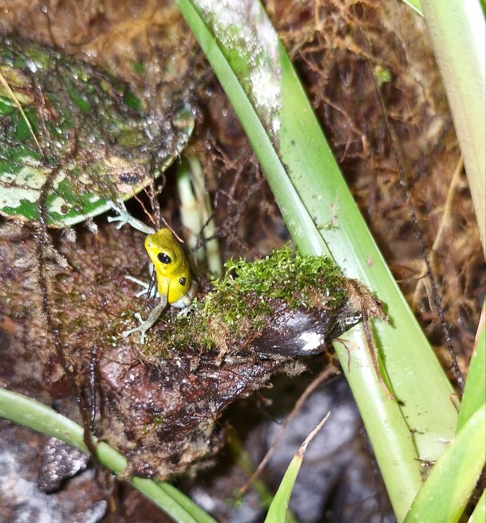 Pumilio popa, leucomelas, Dieren en Toebehoren, 0 tot 2 jaar