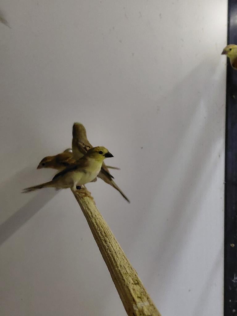 Soedanese Bruinrug Goudmus l Jonge koppels, Meerdere dieren, Wildzangvogel, Geringd