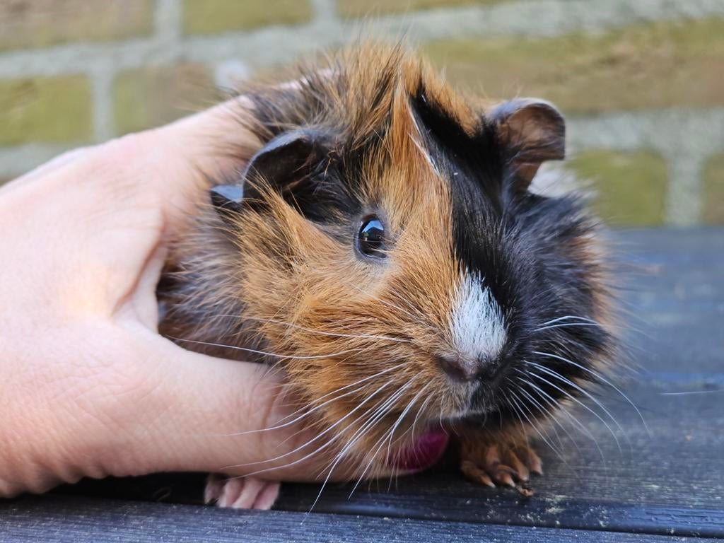 Super mooi jong cavia beertje, April, Mannelijk, Cavia