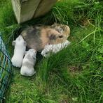Mooie jonge cavia's, beige en wit, Dieren en Toebehoren, Meerdere dieren, Tam, Maart, Cavia