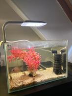 (compleet) kweek Aquarium met cichlide+algeneter, Vis