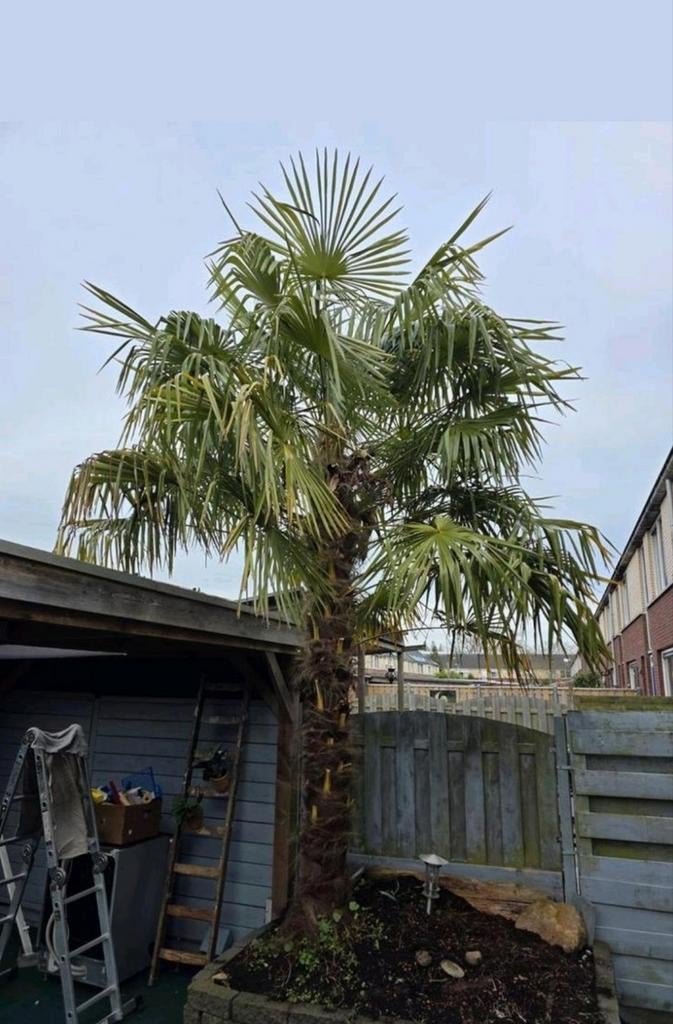 Palmboom, 100 tot 250 cm, Zomer, Palmboom, Ophalen