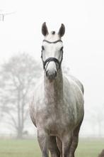 Perfect Dream, 6-jarige ruin, Dieren en Toebehoren, Paarden, Ruin, Dressuurpaard, Zadelmak, 3 tot 6 jaar
