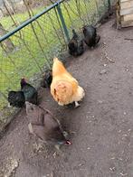 Orpington haan + 2 hennen, Dieren en Toebehoren, Pluimvee, Meerdere dieren, Kip
