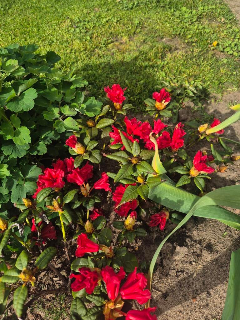 Kleine Rode Rhododendron - Compacte Bloeier, Vaste plant, Halfschaduw, Lente, Ophalen