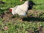 Haan Wyandotte kriel, Dieren en Toebehoren, Pluimvee, Mannelijk, Kip