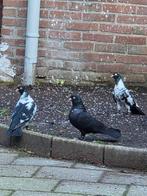 Kelebek duiven, Meerdere dieren, Postduif