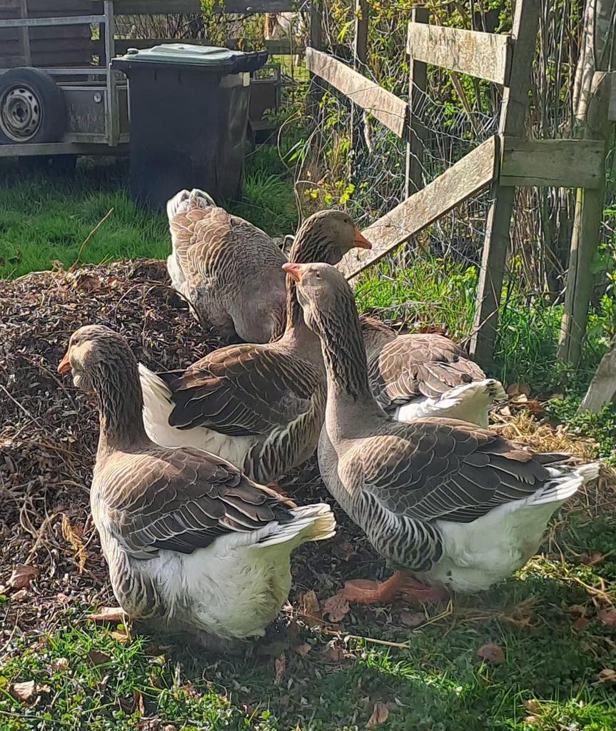 Ganzen eieren dewlap toulouse  10 euro, Dieren en Toebehoren, Pluimvee