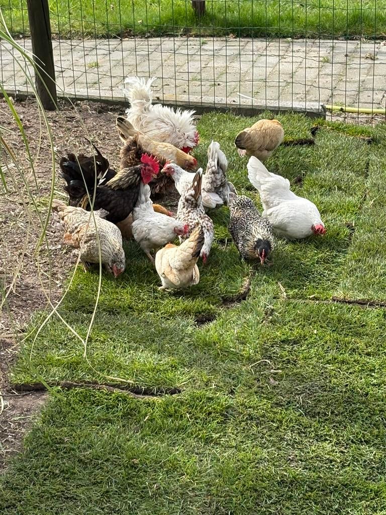 Serama broed eieren, Meerdere dieren, Kip