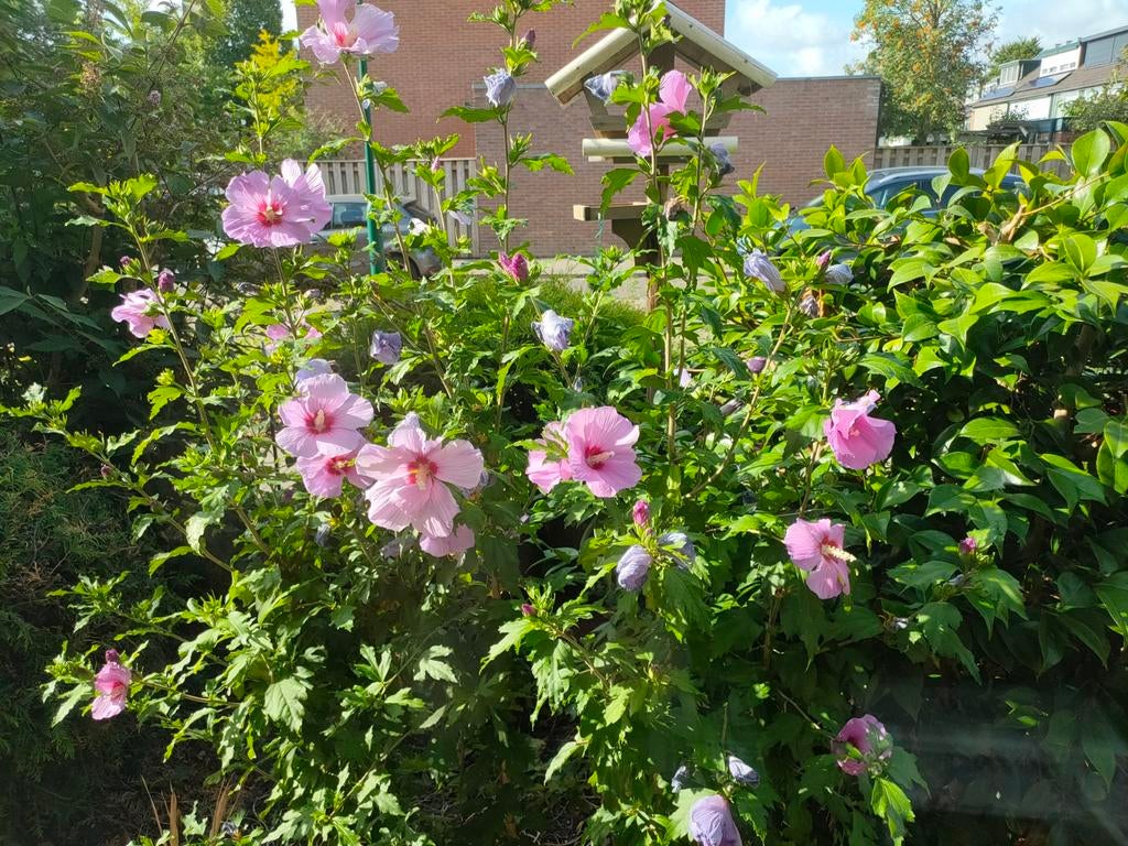Hibiscus planten., Vaste plant, Halfschaduw, Zomer, Ophalen