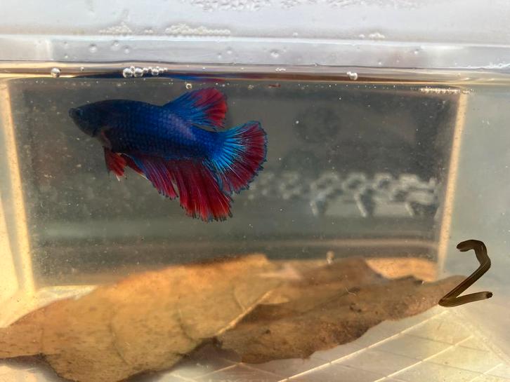 Mooie betta man blauw/rood, Dieren en Toebehoren, Vissen | Aquariumvissen, Vis