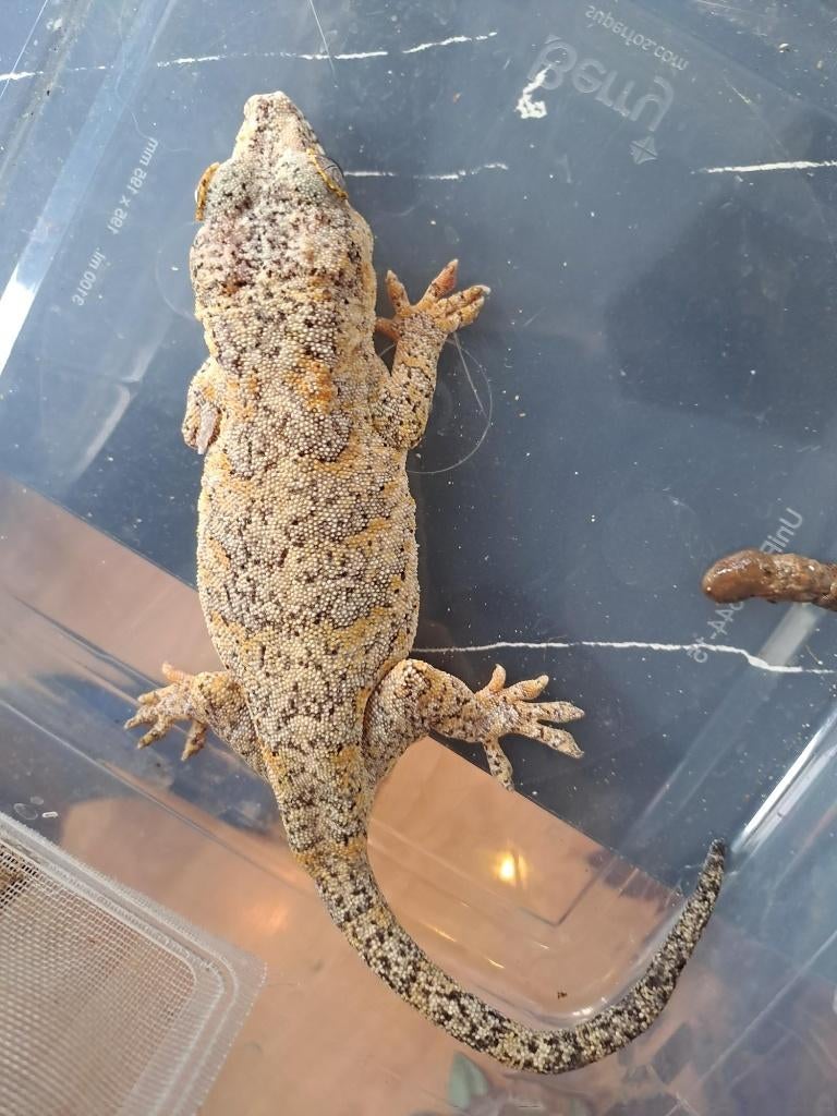 Rhacodactylus Auriculatus (Gargoyle gecko vrouw, Dieren en Toebehoren, Reptielen en Amfibieën, Hagedis, Tam, 3 tot 6 jaar