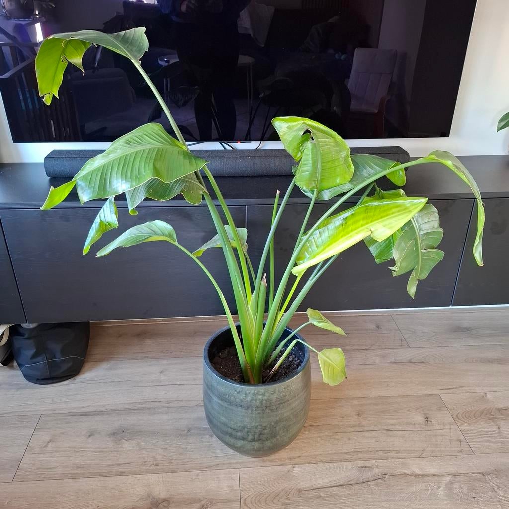 Kamerplant met pot, Huis en Inrichting, Kamerplanten, Ophalen, Halfschaduw, In pot, Minder dan 100 cm