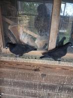 Twee zwarte kleurpostduiven, Dieren en Toebehoren, Vogels | Duiven, Meerdere dieren, Postduif