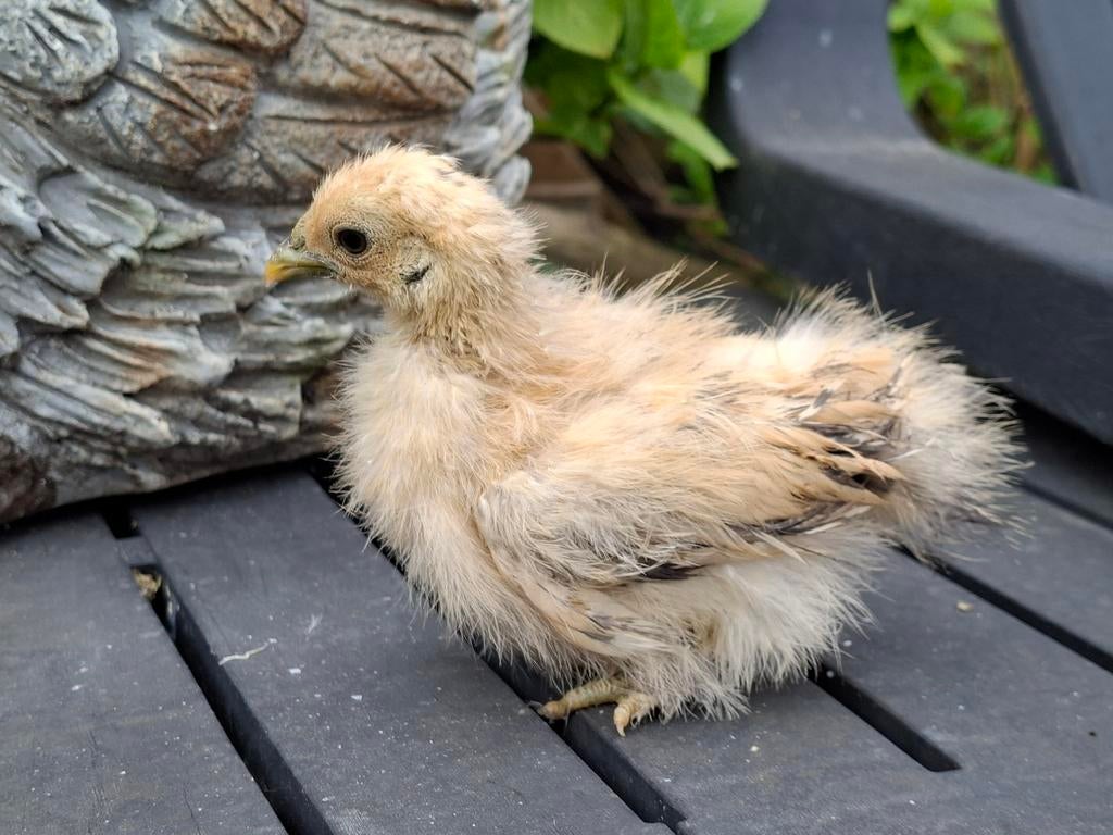 Zijdehoen kriel hennetjes,  gesexst hennetjes., Dieren en Toebehoren, Vrouwelijk, Kip