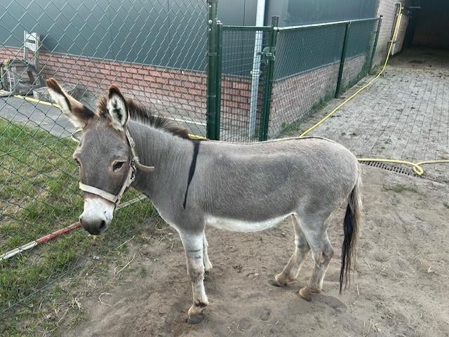 mini ezel, Dieren en Toebehoren, Overige Dieren, Juni, Meerdere dieren