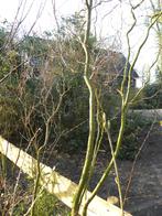 Volgend jaar zelf paastakken, 2 grote krulwilgen, Ophalen, Bloeit niet, Halfschaduw, Overige soorten