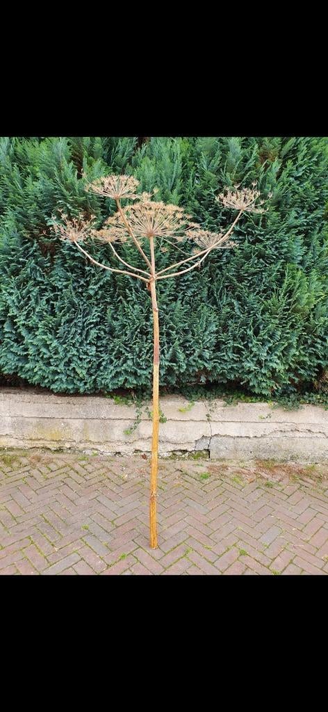 Berenklauw gedroogd, Ophalen of Verzenden